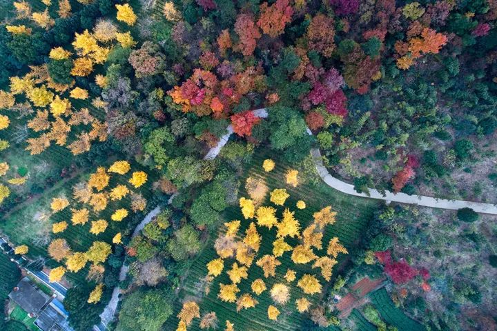 一入秋西安就美成长安,一入秋杭州就美成临安