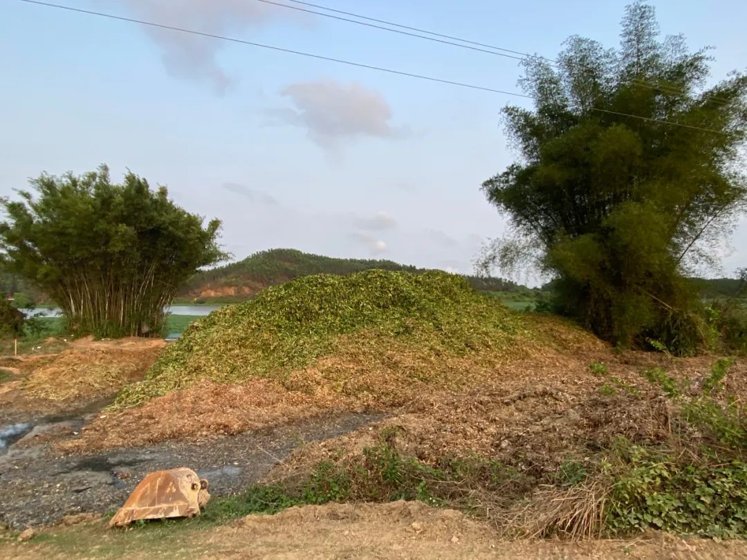 对水浮莲开战阳春清漂任务84万平方米，每天至少清漂8万平方米