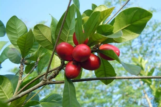 居然能改变味觉的水果，难怪叫“神秘果”，而且价格不菲