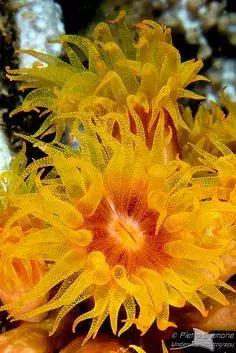 世界上最惊艳的海底照,100张绝美的海底照片