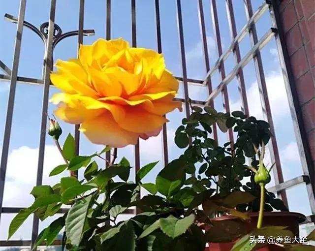 发霉的大米洗洗晒晒就可以了吗,发霉的大米千万不要吃