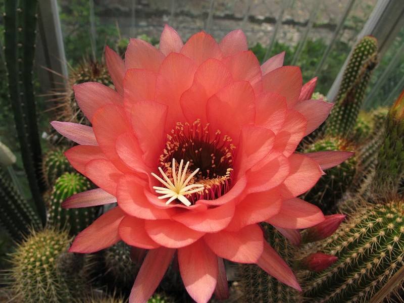 101个仙人球品种,101种仙人球开花图片