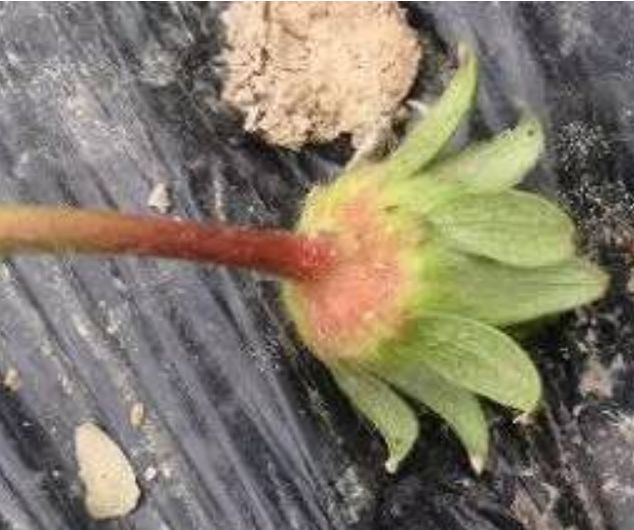 种草莓几点打灰霉病药,草莓灰霉病的发病过程及防治技巧
