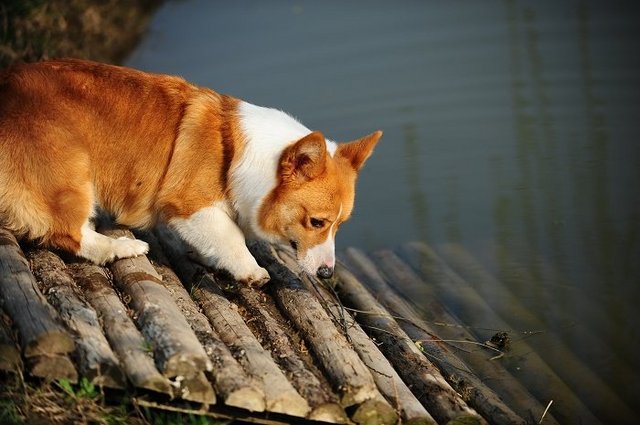 长毛柯基好养还是短毛柯基好养,柯基喂养手册教你从头开始养柯基