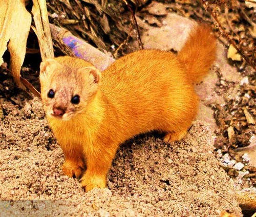 黄皮子附体的样子,黄皮子附体知乎后续