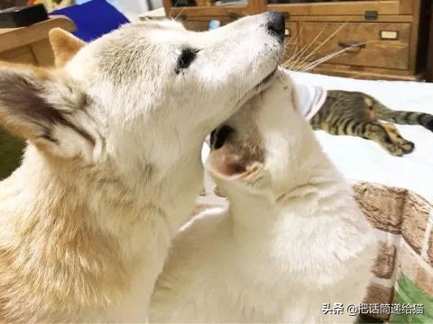 当小猫咪遇上大型犬,当小猫咪遇到大狗狗真是太温馨了