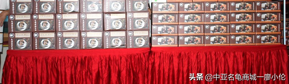 沙琅龟协会,沙琅乌龟协会