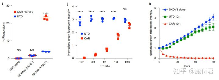 t细胞免疫治疗,t细胞治疗癌症
