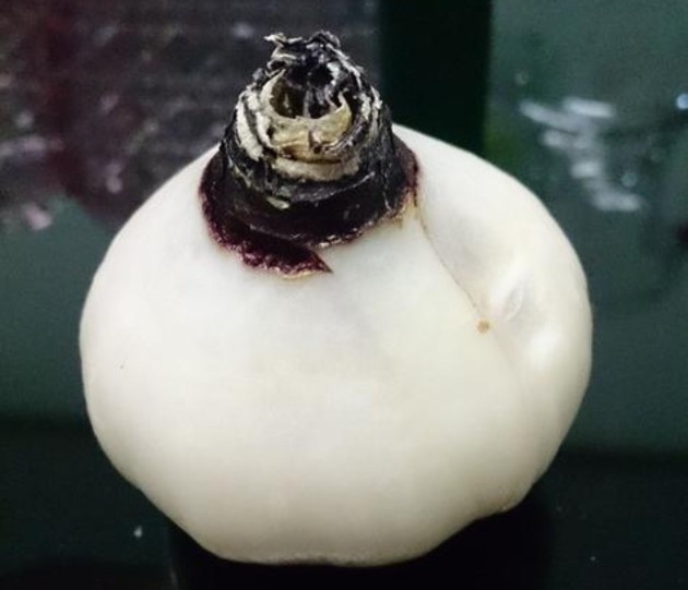 如何养殖水仙花,又到了种水仙的季节