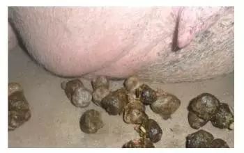 养殖猪粪便怎么处理,养猪场猪的大便怎么处理