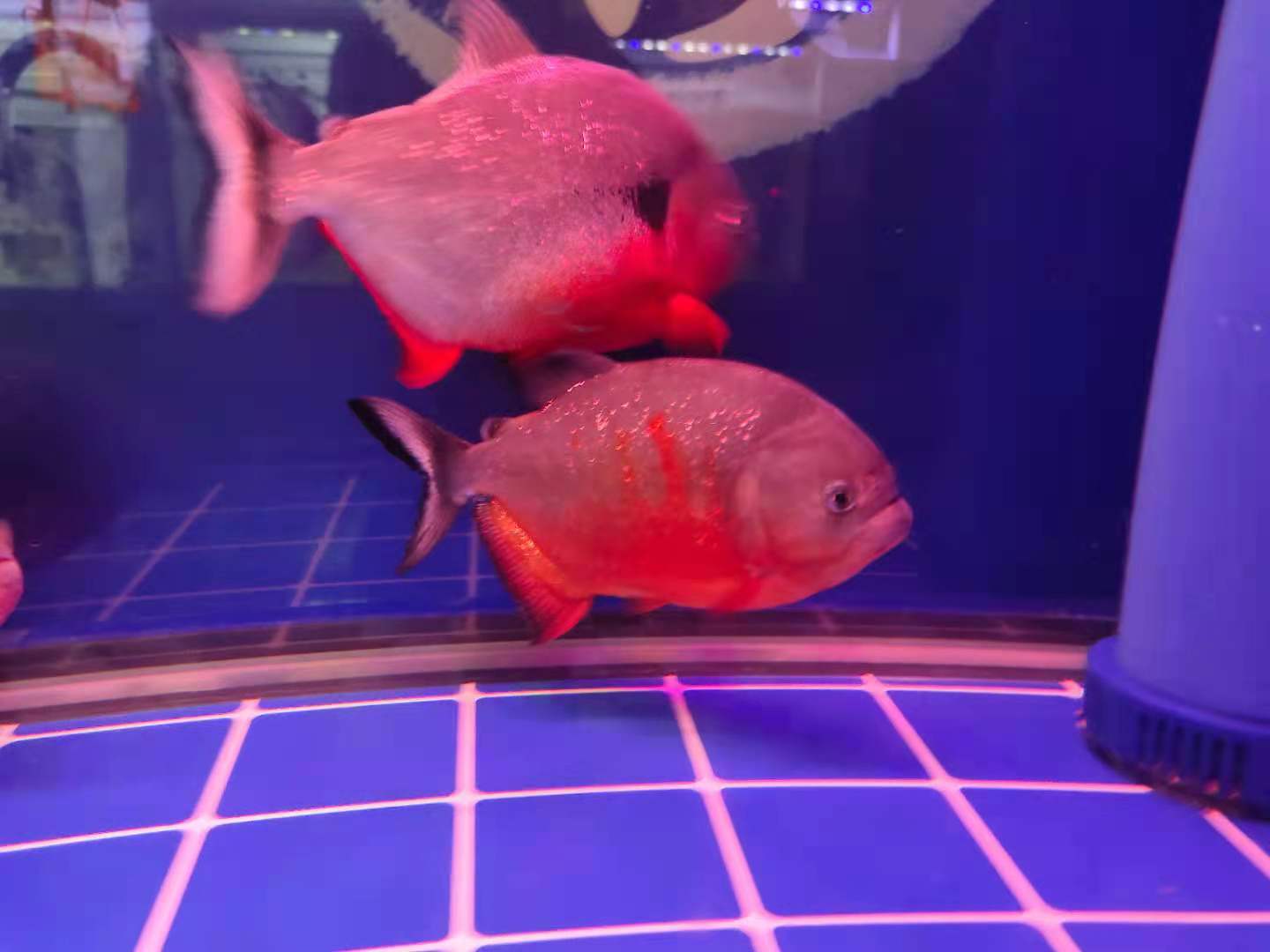 金鱼在太阳底下晒死了会活过来吗,夏天金鱼死亡的原因