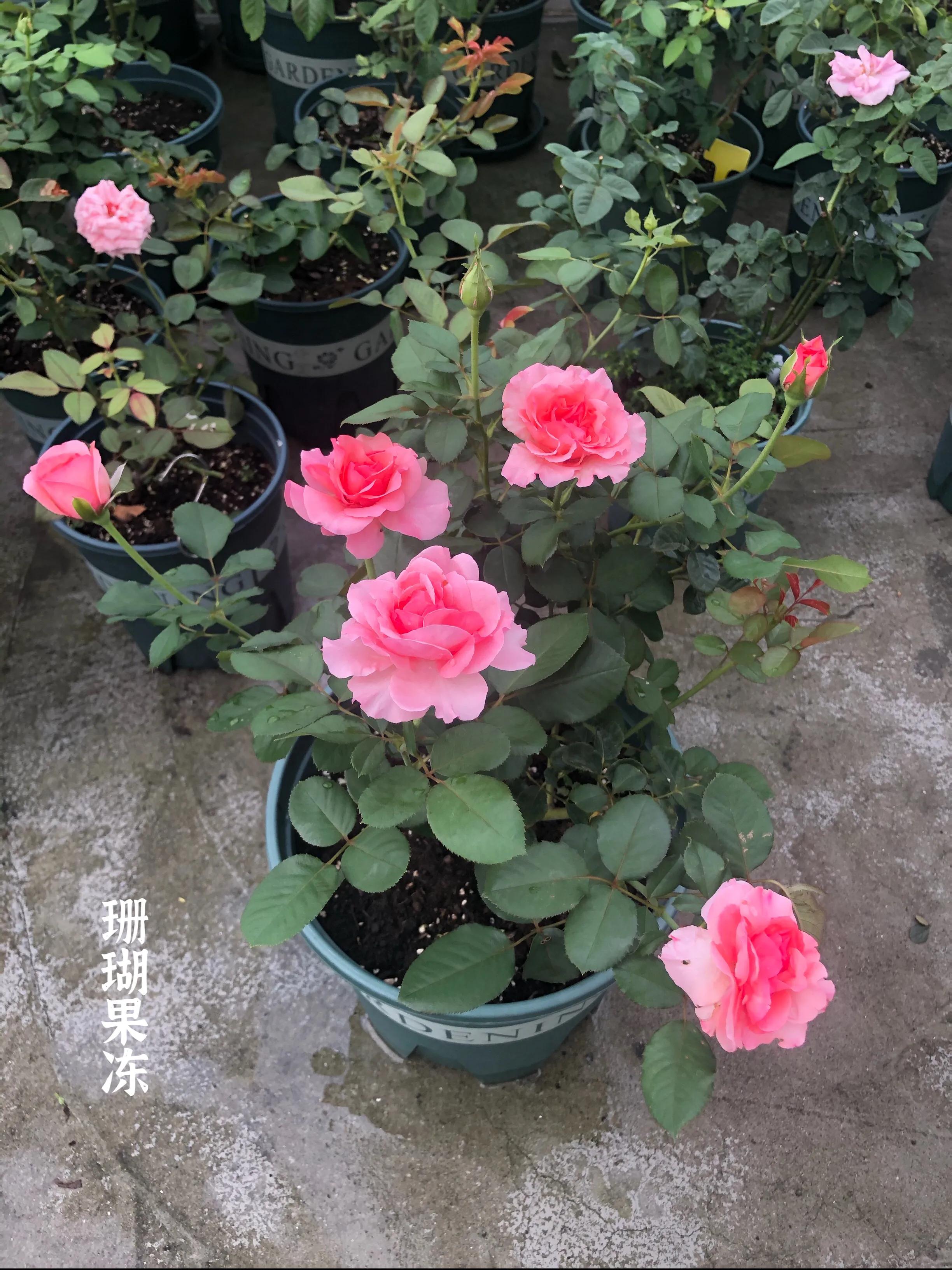 耐晒的藤本月季哪个品种好,哪些月季不适合广东