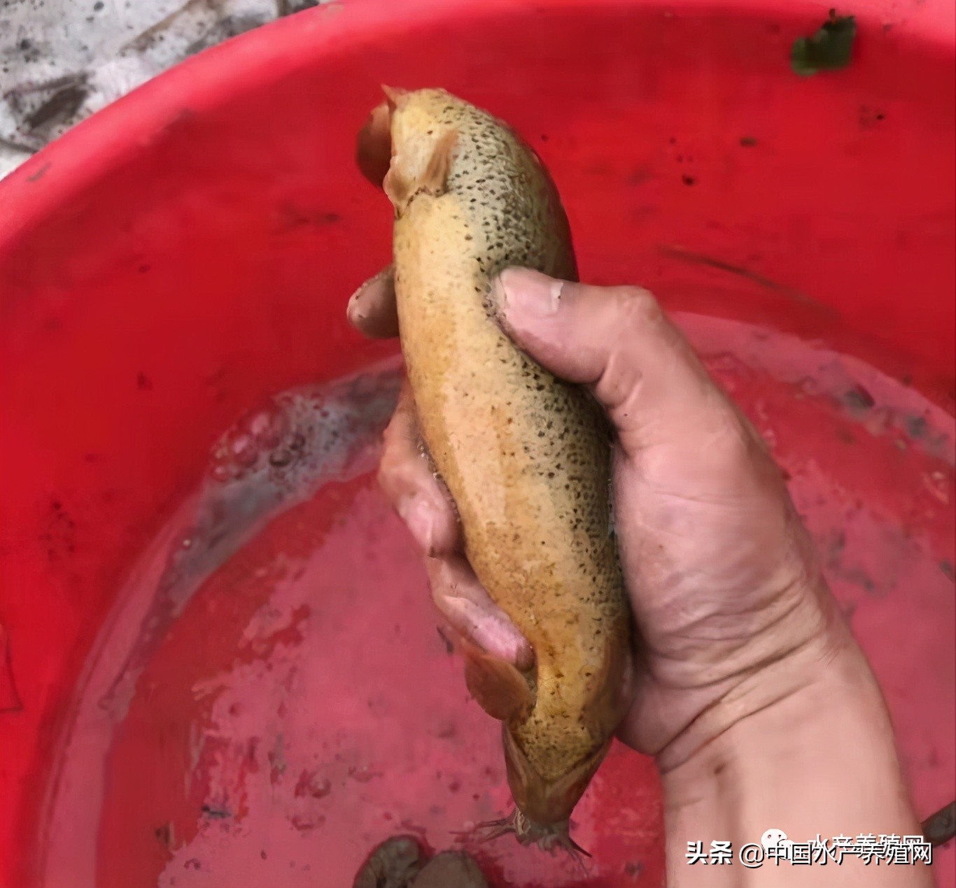 一天1元连续翻倍30天是多少钱,特价泥鳅苗价格