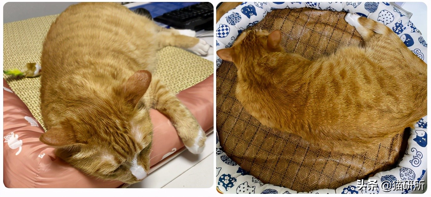 猫咪夏季好物推荐平价,猫咪防抓好物推荐