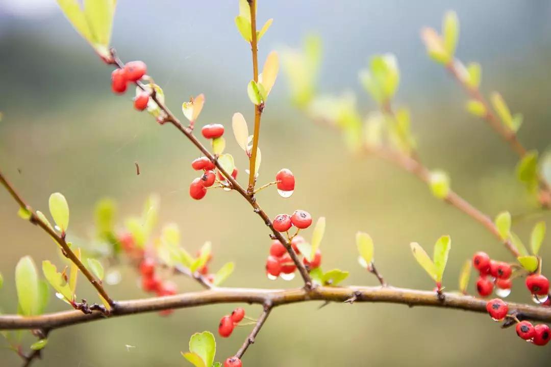 如果你累了就来这座小城吧,如果你累了就来云南吧完整版