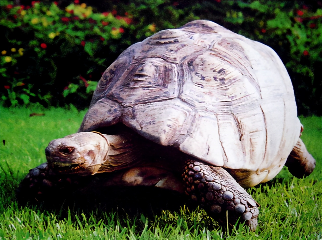 龟类纪录片,龟类图片