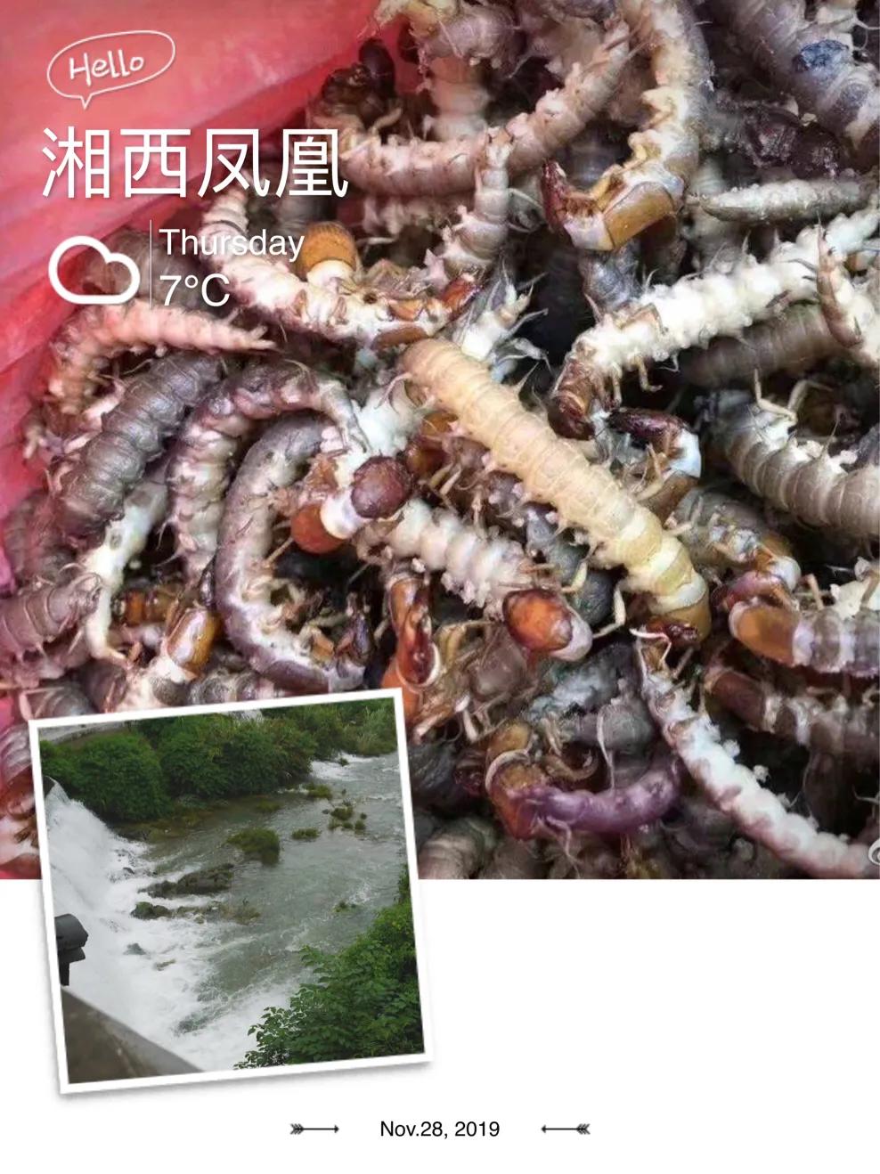 你们吃过哪些虫子,全是虫你们敢吃吗