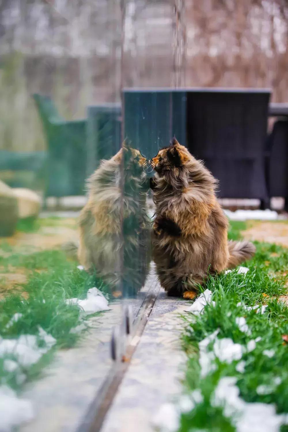 庄太极：hello，飞起的小拖把，有一种美，动静皆宜