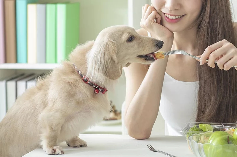 狗狗大面积掉毛怎么回事,狗狗全身掉皮屑怎么办