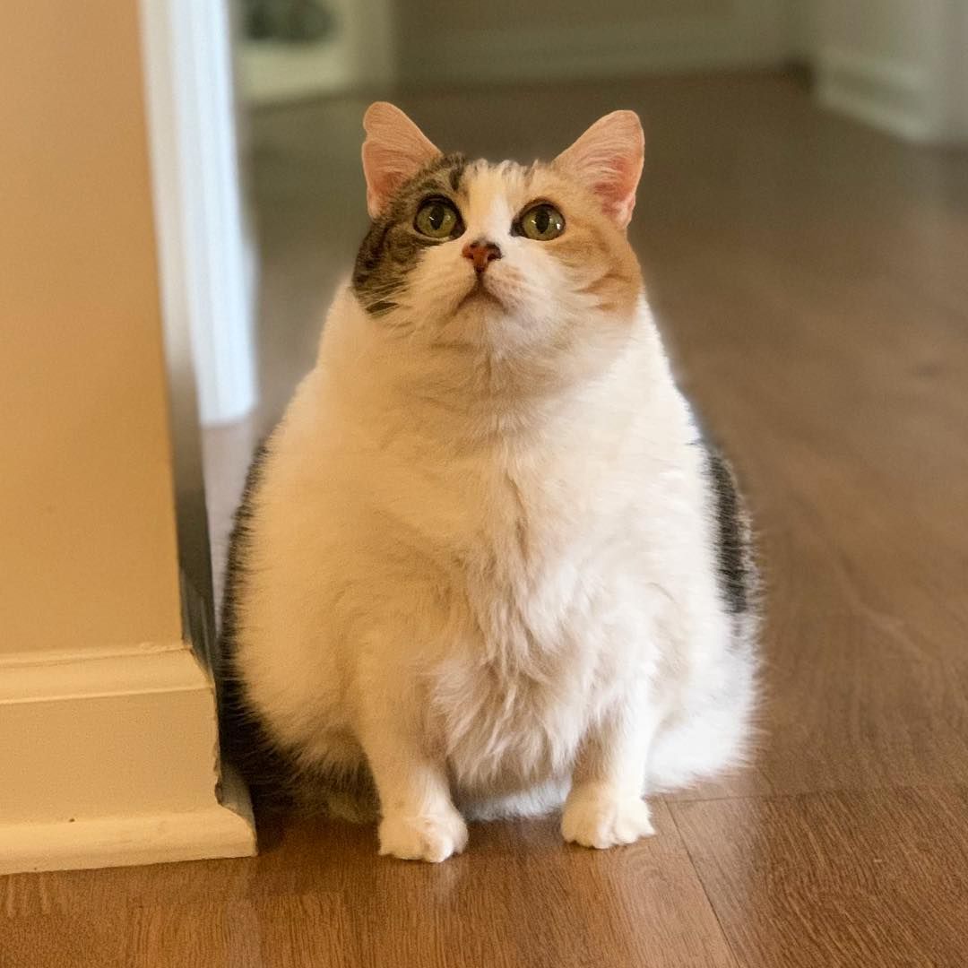 给猫减肥为啥越减越肥,猫减肥的最佳方法