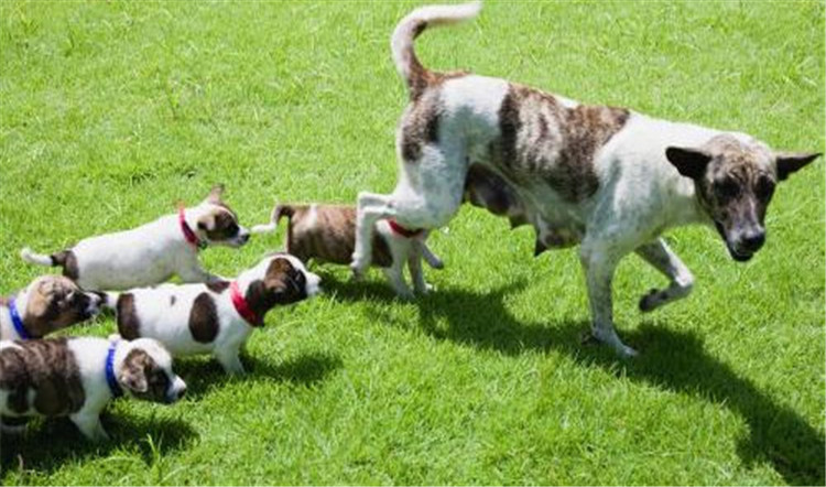 狗妈妈生了喂什么,狗妈妈刚生完孩子可以吃什么