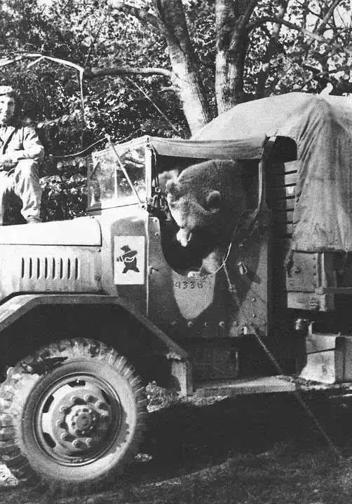 参加二战的棕熊抽烟,二战波兰熊士兵抽烟喝酒