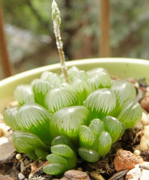 玉露多肉发黄,养多肉如何制造散射光