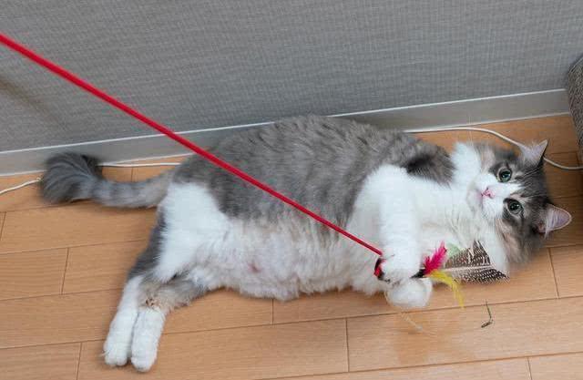 猫咪呼吸急促能吃速效救心丸吗,猫咪呼吸急促不能趴下