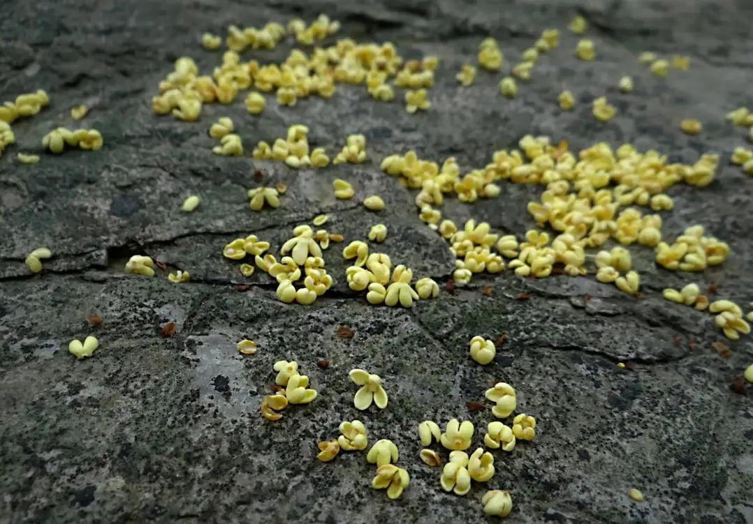 王维诗词最佳十首完整版,王维诗文作品100首