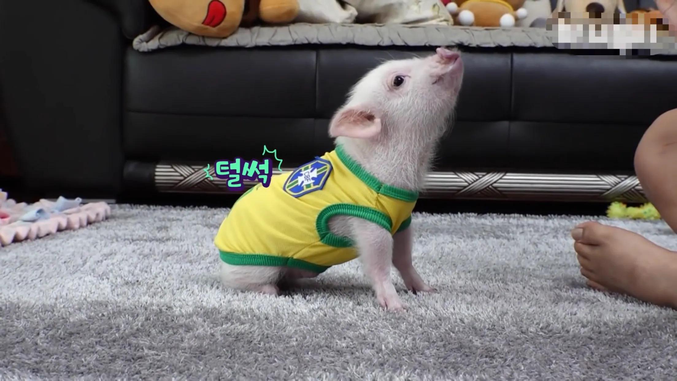 小猪的智商高达多少 (韩国最聪明的小猪)