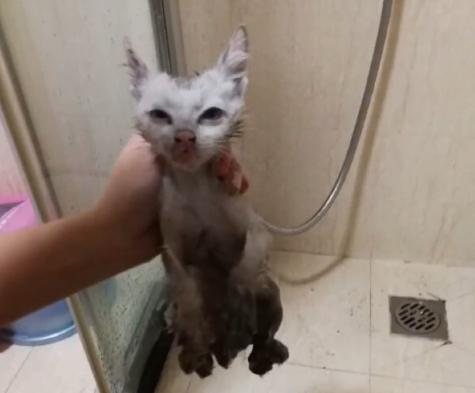 流浪猫被救助后特别黏主人,流浪猫粘鼠板救助