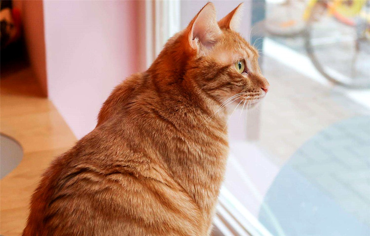 橘猫为什么不叫黄猫,橘猫不叫是什么原因