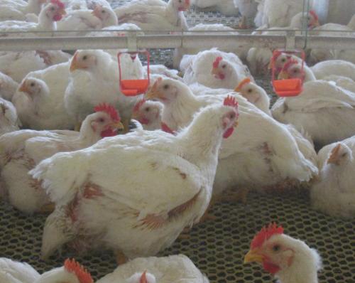 鸡啄癖什么意思,鸡啄癖怎么解决