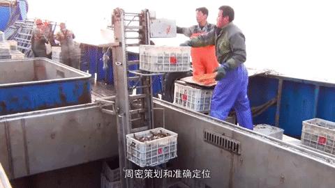 会跑路的扇贝你吃了吗,海鲜大咖活扇贝怎么处理干净