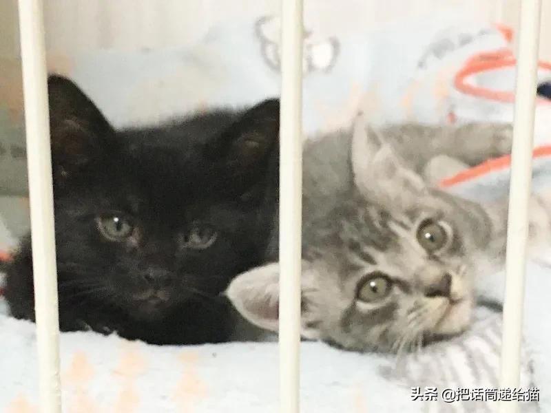 当小猫咪遇上大型犬,当小猫咪遇到大狗狗真是太温馨了