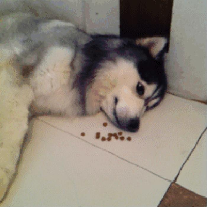 天猫双十一一元购怎么抢,天猫双十一哪里抢购最便宜