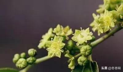 冬枣苗种植一个月了不发芽怎么办,冬枣树疯长不结果怎么办