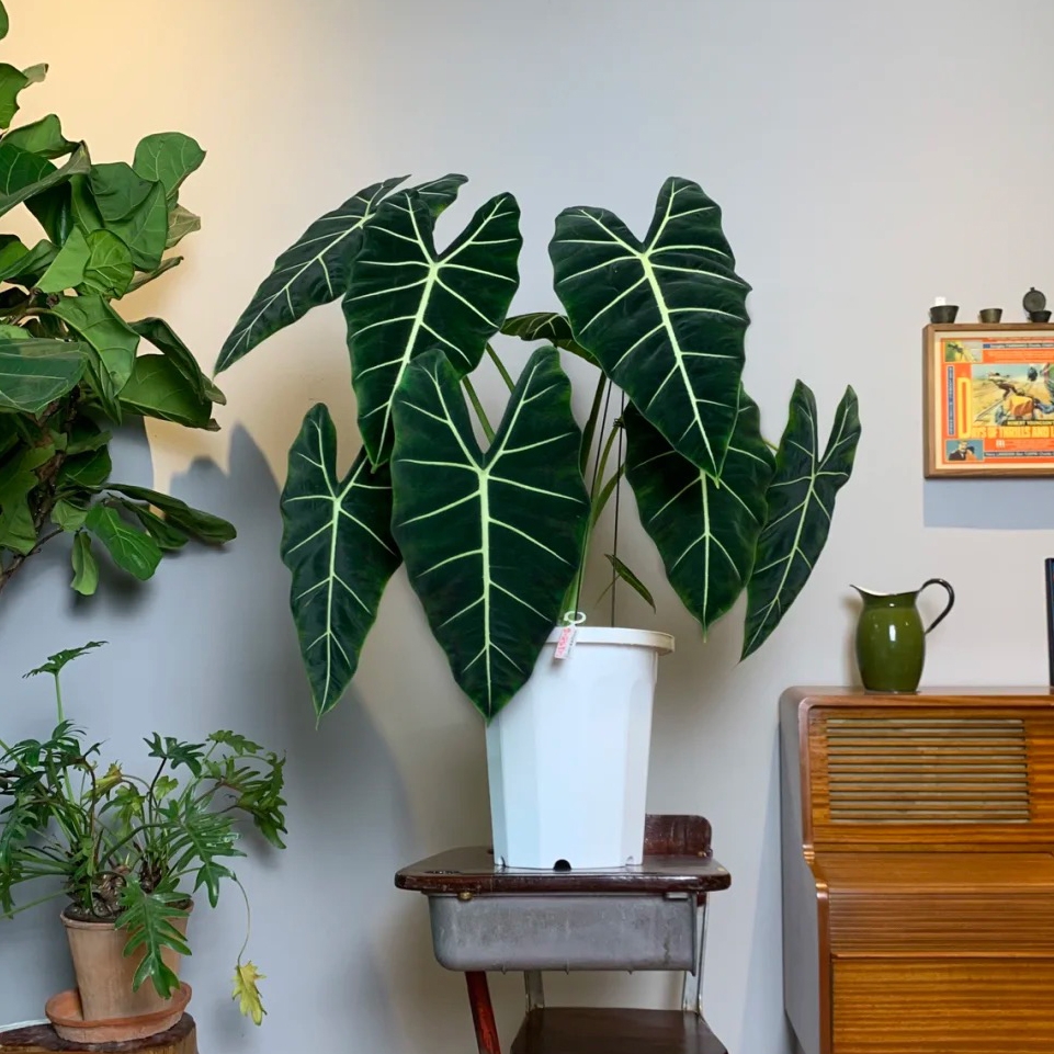 适合阳光暴晒的观叶绿植,适合室内养的高端观叶绿植