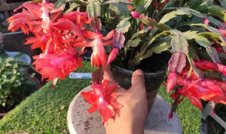 蟹爪兰蔫了怎么补救,蟹爪兰老桩叶片发蔫怎样补救