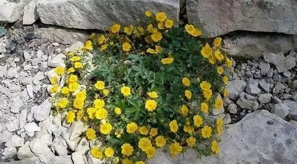 岩石花园景区,岩石园常用花卉