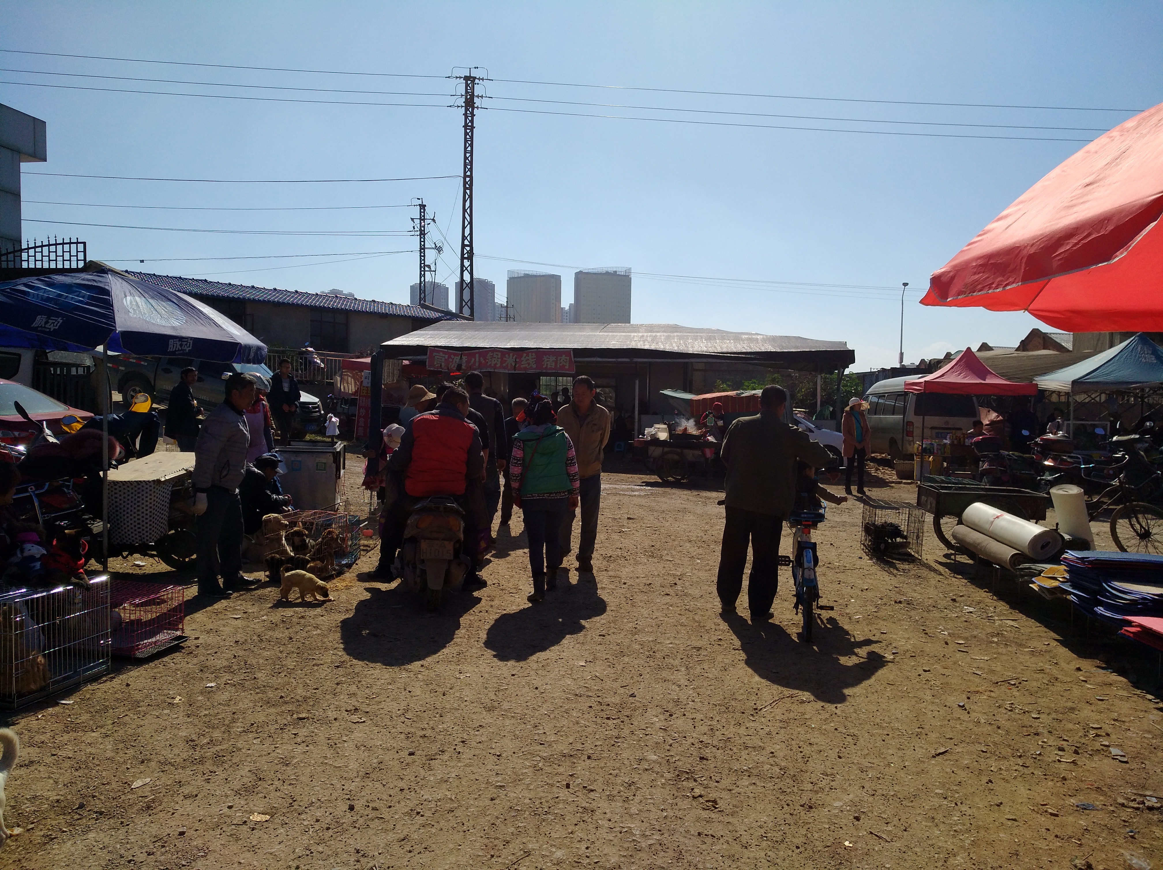 狗市狗哪儿来的,狗市的介绍