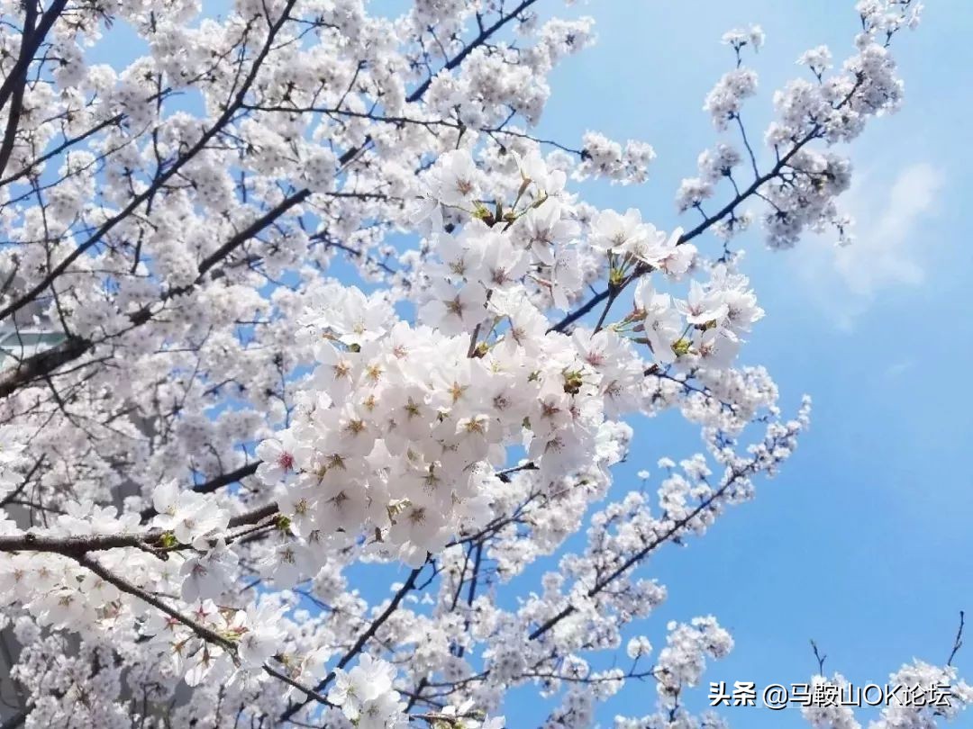 马鞍山的一年四季,马鞍山春天哪里最好