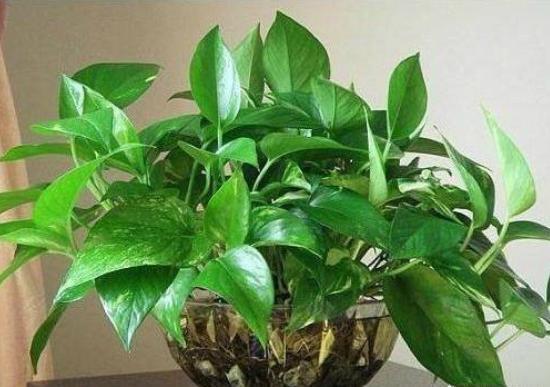 水培富贵竹用凉开水水培绿萝,收到水培绿萝想水培怎么处理