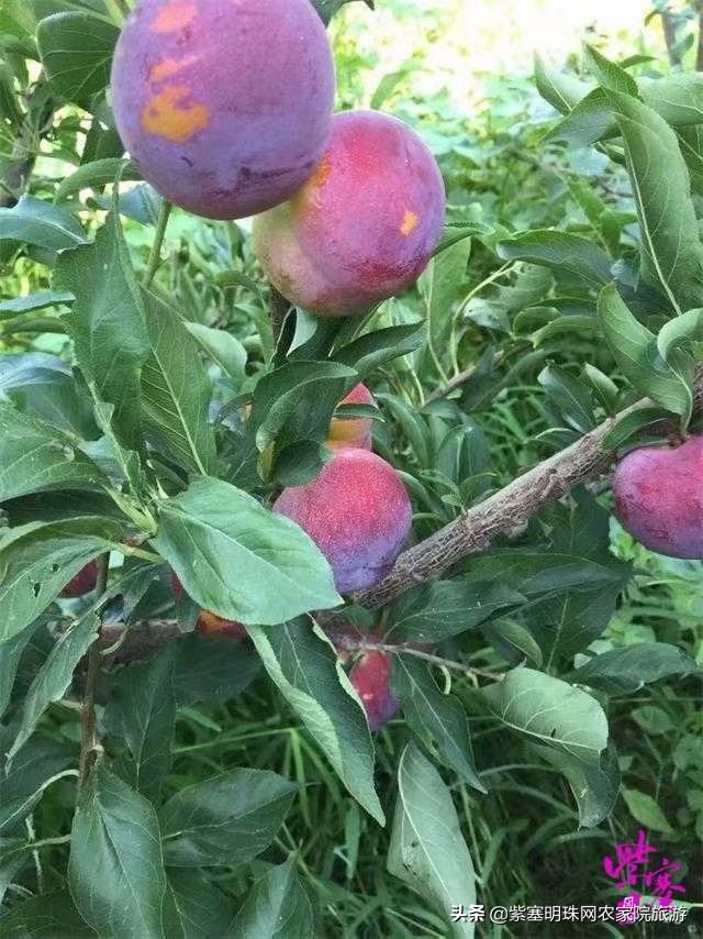 绉︾殗宀涙梾娓稿彲浠ュ嚭娴锋崟楸肩殑鍦版柟 (绉︾殗宀涚墽娴疯繙鑸啘瀹堕櫌)