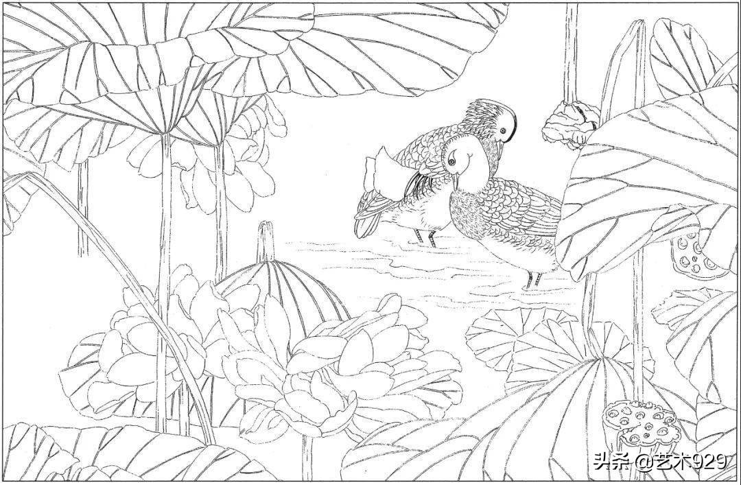 适合初学者的荷花白描画稿,荷花小品实用白描画稿