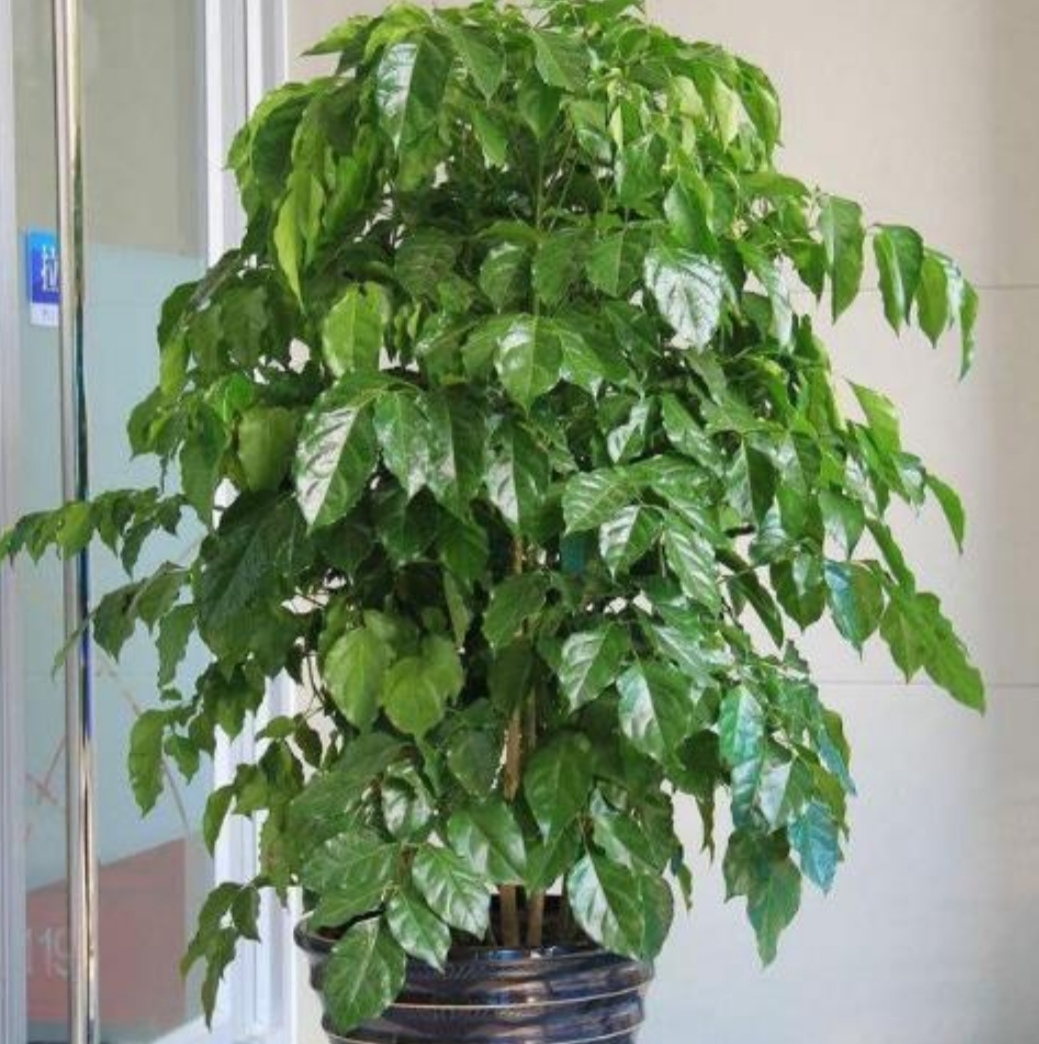 幸福树叶子发黄干枯能全部剪了吗,水培幸福树叶子发蔫怎么办