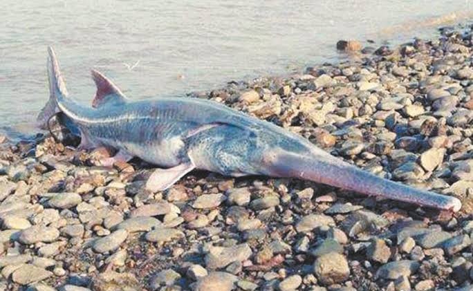 白鲟已经灭绝，中华鲟和长江鲟还好吗？