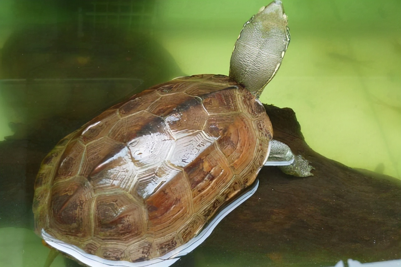 草龟的基因怎么遗传,草龟食欲变差的有哪几种症状