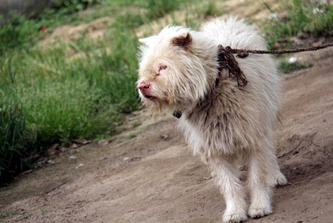 为什么狗狗都害怕进医院,狗狗害怕去宠物店是什么原因