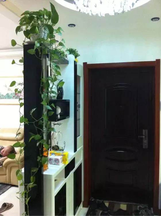 适合室内养的不见阳光的垂吊花,适合阳台种的垂吊花一年四季开花